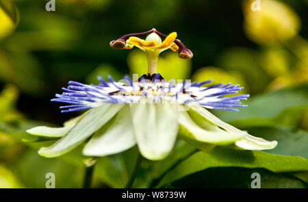 Passionsblume Stockfoto