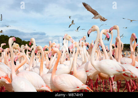 Sigean African Safari Park (Südfrankreich): amerikanische Kolonie Flamingo, phoenicopterus ruber Roseus Stockfoto