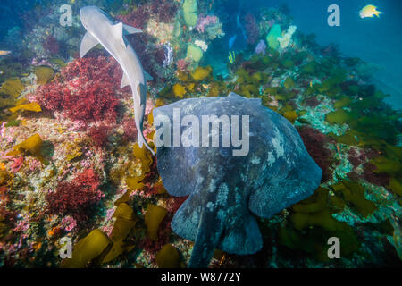 Gebänderte Houndshark (Triakis scyllium) und japanische Stingray oder red Stingray (Hemitrygon akajei). Stockfoto