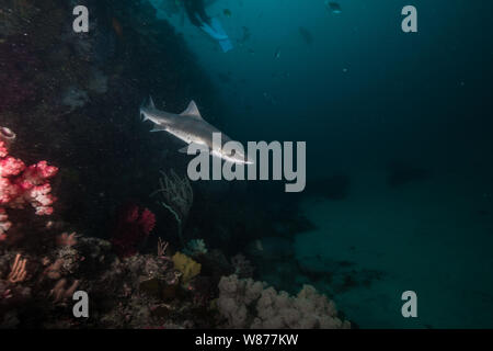 Gebänderte Houndshark (Triakis scyllium). Es ist, als Gebändert Dornhaie bekannt. Harmlose Hai. Bei der Ito, Tateyama, Ciba, Japan Stockfoto