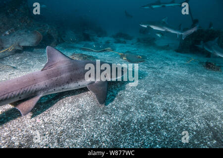 Gebänderte Houndshark (Triakis scyllium). Es ist, als Gebändert Dornhaie bekannt. Harmlose Hai. Bei der Ito, Tateyama, Ciba, Japan Stockfoto