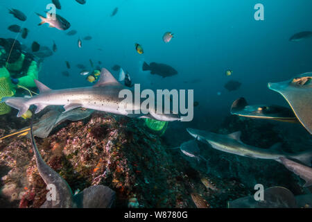 Gebänderte Houndshark (Triakis scyllium) und japanische Stingray oder red Stingray (Hemitrygon akajei) Stockfoto