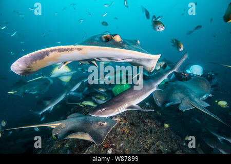 Gebänderte Houndshark (Triakis scyllium) und japanische Stingray oder red Stingray (Hemitrygon akajei) Stockfoto