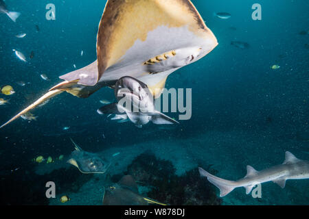 Gebänderte Houndshark (Triakis scyllium) und japanische Stingray oder red Stingray (Hemitrygon akajei) Stockfoto