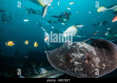 Gebänderte Houndshark (Triakis scyllium) und japanische Stingray oder red Stingray (Hemitrygon akajei) Stockfoto