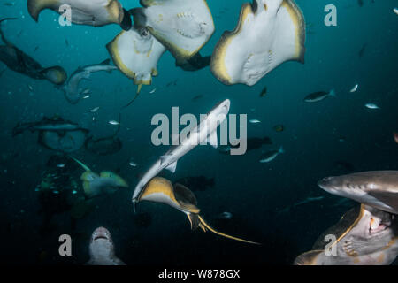 Gebänderte Houndshark (Triakis scyllium) und japanische Stingray oder red Stingray (Hemitrygon akajei) Stockfoto