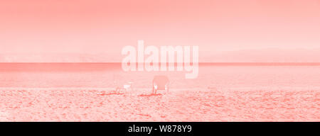 Zwei weiße Liegen am Meer in trendigem Koralle Farbe. Kopieren Sie Platz. Sommer, Urlaub und Reisen. Banner. Stockfoto