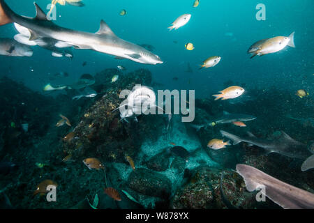 Gebänderte Houndshark (Triakis scyllium). Es ist, als Gebändert Dornhaie bekannt. Harmlose Hai. Bei der Ito, Tateyama, Ciba, Japan Stockfoto