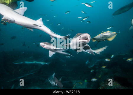 Gebänderte Houndshark (Triakis scyllium). Es ist, als Gebändert Dornhaie bekannt. Harmlose Hai. Bei der Ito, Tateyama, Ciba, Japan Stockfoto