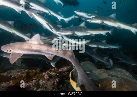Gebänderte Houndshark (Triakis scyllium). Es ist, als Gebändert Dornhaie bekannt. Harmlose Hai. Bei der Ito, Tateyama, Ciba, Japan Stockfoto