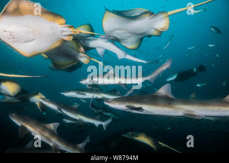 Gebänderte Houndshark (Triakis scyllium) und japanische Stingray oder red Stingray (Hemitrygon akajei) Stockfoto