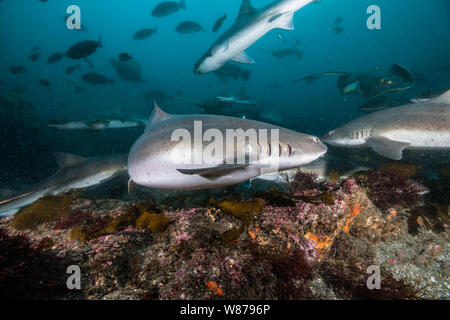 Gebänderte Houndshark (Triakis scyllium). Es ist, als Gebändert Dornhaie bekannt. Harmlose Hai. Bei der Ito, Tateyama, Ciba, Japan Stockfoto