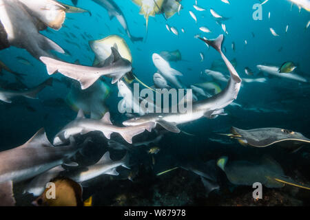 Gebänderte Houndshark (Triakis scyllium). Es ist, als Gebändert Dornhaie bekannt. Harmlose Hai. Bei der Ito, Tateyama, Ciba, Japan Stockfoto