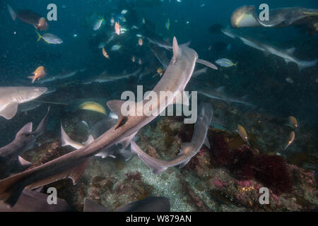Gebänderte Houndshark (Triakis scyllium). Es ist, als Gebändert Dornhaie bekannt. Harmlose Hai. Bei der Ito, Tateyama, Ciba, Japan Stockfoto
