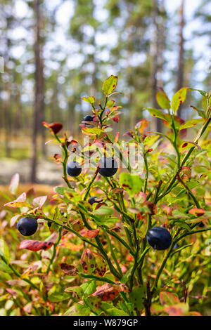 Reifen Blaubeeren im Wald Stockfoto