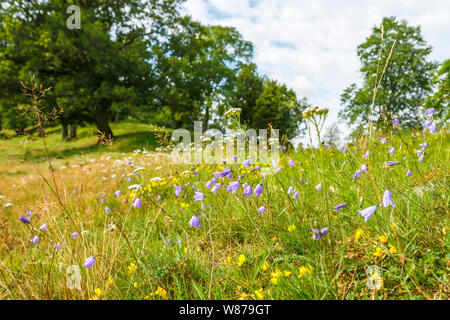 Harebell auf einer Wiese in einem Sommer Landschaft Stockfoto