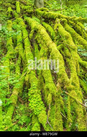 Moos bedeckt Filialen auf einen umgestürzten Baum im Wald Stockfoto