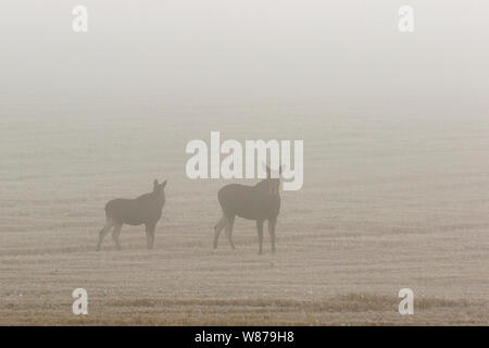 Elch Kuh mit Kalb auf einen Drei-tage-Feld im Nebel Stockfoto
