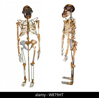 Skelett von Lucy Australopithecus afarensis Vorder- und Seitenansicht Stockfoto