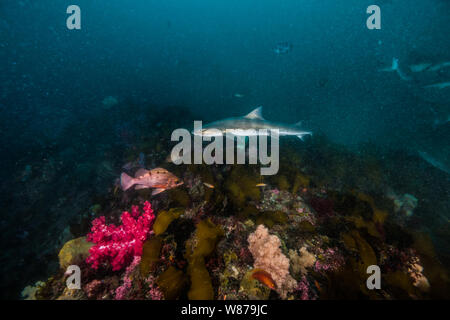 Gebänderte Houndshark (Triakis scyllium). Es ist, als Gebändert Dornhaie bekannt. Harmlose Hai. Bei der Ito, Tateyama, Ciba, Japan Stockfoto