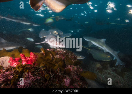 Gebänderte Houndshark (Triakis scyllium) und japanische Stingray oder red Stingray (Hemitrygon akajei) Stockfoto