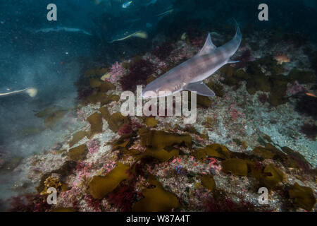 Gebänderte Houndshark (Triakis scyllium). Es ist, als Gebändert Dornhaie bekannt. Harmlose Hai. Bei der Ito, Tateyama, Ciba, Japan Stockfoto