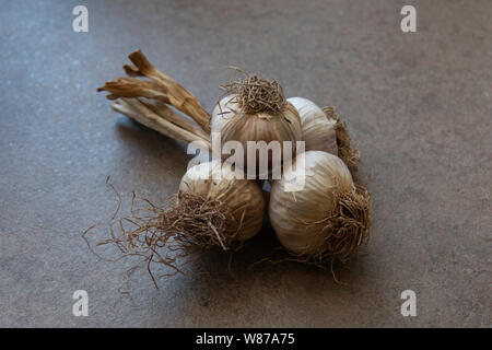 Red Nubian Knoblauch (Aglio Rosso di Nubia) aus dem Dorf von Nubien, Trapani, Sizilien Stockfoto