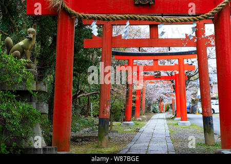 Große Torii-tor in Kyoto mit Kitsune fox Statue und cherry tree blossom am Frühling, Japan Stockfoto