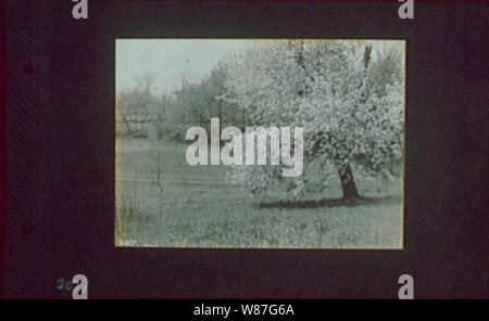 1917-1918, Referenz, die Drucke von Negative. Stockfoto