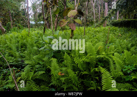 Sichtung auf einer botanischen Lehrpfad in wilden Mahseer Stockfoto