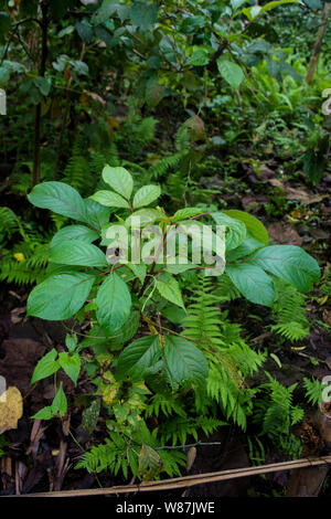 Sichtung auf einer botanischen Lehrpfad in wilden Mahseer Stockfoto