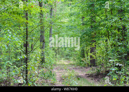 Wanderweg im Sommer Wald in Polen Stockfoto