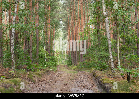 Wanderweg im Sommer Wald in Polen Stockfoto