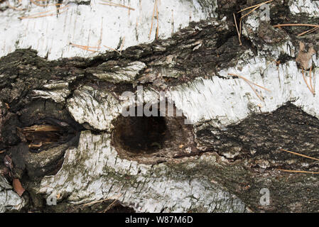 Vogel Loch in den Gefallenen baumstamm birke Stockfoto