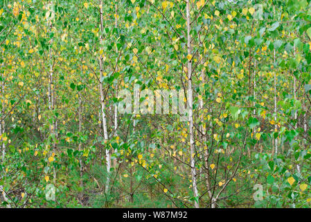 Junge Birken mit grünen und gelben Blätter im Sommer Wald Stockfoto