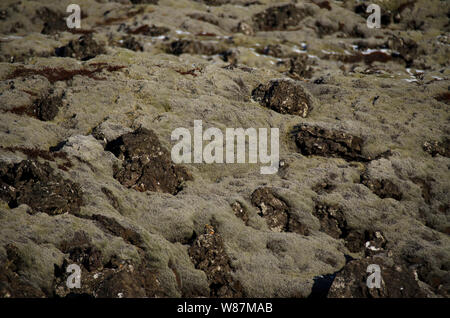 Riesige alte Lavafelder mit Isländisch Moos in einer offenen bewachsen - Luft Smaragd Farbe. Island, Moos und Moschus Landschaft in einem typischen Bewölkter Tag Stockfoto