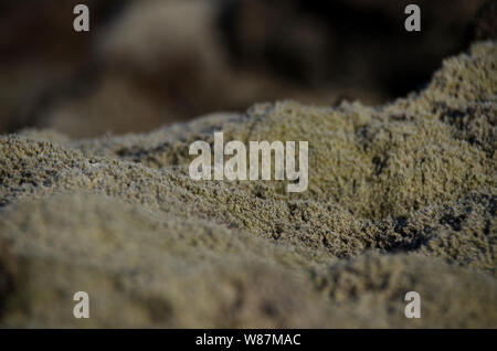 Riesige alte Lavafelder mit Isländisch Moos in einer offenen bewachsen - Luft Smaragd Farbe. Island, Moos und Moschus Landschaft in einem typischen Bewölkter Tag Stockfoto