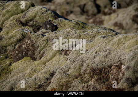 Riesige alte Lavafelder mit Isländisch Moos in einer offenen bewachsen - Luft Smaragd Farbe. Island, Moos und Moschus Landschaft in einem typischen Bewölkter Tag Stockfoto