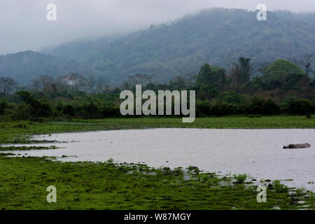 Wild life Sichtung Kaziranga National Park Stockfoto