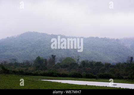 Wild life Sichtung Kaziranga National Park Stockfoto