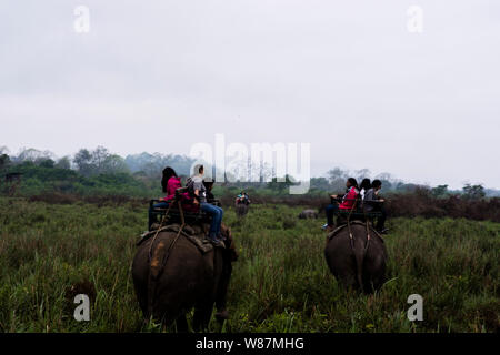 Wild life Sichtung Kaziranga National Park Stockfoto