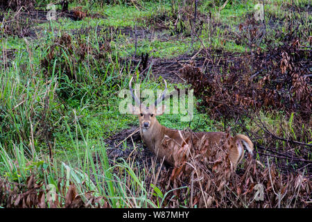 Rotwild Sichtung im Kaziranga National Park Stockfoto