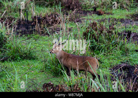 Rotwild Sichtung im Kaziranga National Park Stockfoto