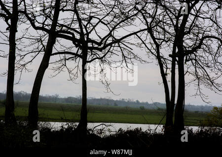 Wild life Sichtung Kaziranga National Park Stockfoto