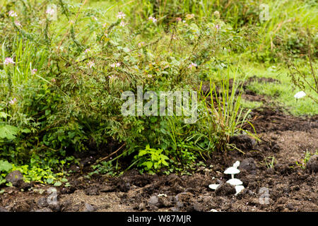 Wild life Sichtung Kaziranga National Park Stockfoto