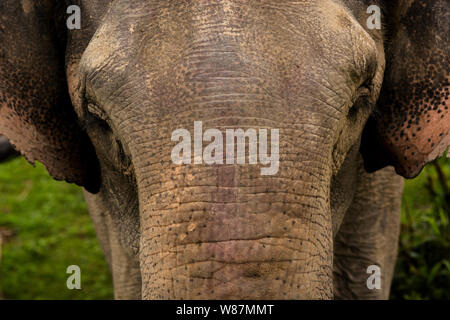 Wild life Sichtung Kaziranga National Park Stockfoto