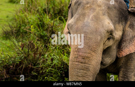 Wild life Sichtung Kaziranga National Park Stockfoto