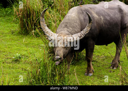 Wilde Büffel Sichtung Kaziranga National Park Stockfoto