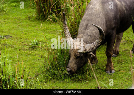 Wilde Büffel Sichtung Kaziranga National Park Stockfoto