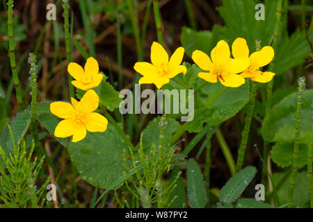 Gelbe Sumpfdotterblume (Caltha palustris), Blumen, Cove, Neufundland und Labrador, Kanada Stockfoto